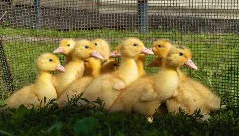 A group of young ducks stands close together on green grass. The sun shines.. Stock Photos
