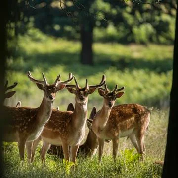 Group of young Fallow Deer dama dama stags in countryside landscape Foto stock