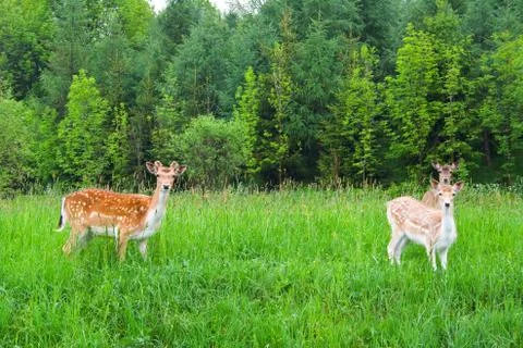 A group of young fallow deer Fotos Stock