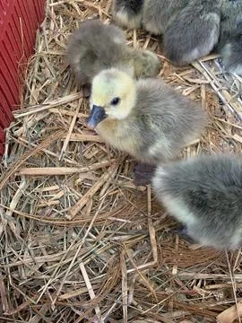 A group of young goslings explore their straw-filled habitat. The fluffy chicks Foto stock