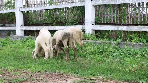 Group of young lambs grazing on green grass near white wooden fence in farm. Stock Footage 344355262