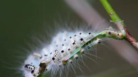 Group of young larva of butterfly Stock Footage 49623328