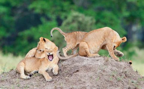 Group of young lions on the hill. The lion (Panthera leo nubica), known as th Stock Photos