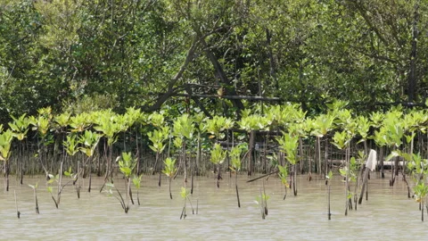 A group of young mangrove plants (halophytes) planted for a mangrove forest.. Stock Footage 233586266