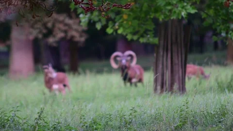 Group of young mouflons. The mouflon Ovis orientalis orientalis group is a Stock Footage