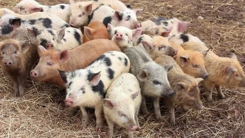 Group of young multi color pigs, fearfully looks in all directions Vídeos de archivo 89303918