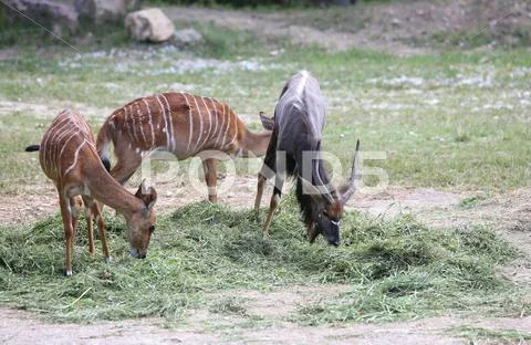 Group of young nyala Stock Photos
