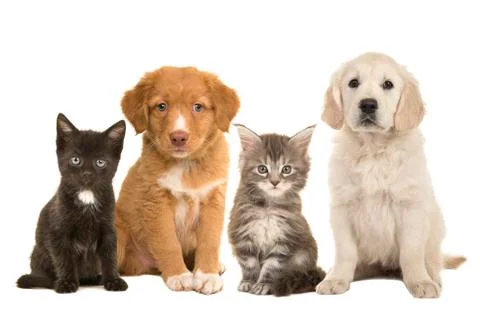 Group of young pets two sitting puppies and two sitting kittens facing the ca Stock Photos
