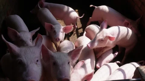 Group of Young Piglets Vidéo 333912199