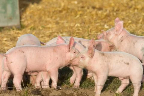 Group of young piglets on free range Stock Photos