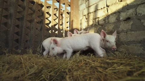 Group of young piglets walking on straw inside rustic barn. Video stock 329510444