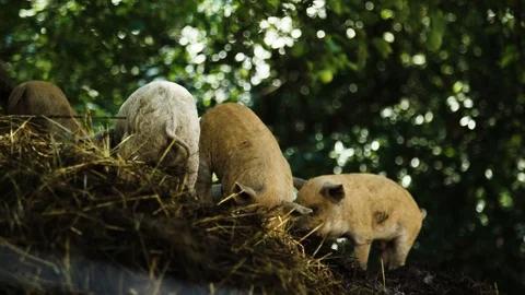 Group of young pigs Video stock 92410353