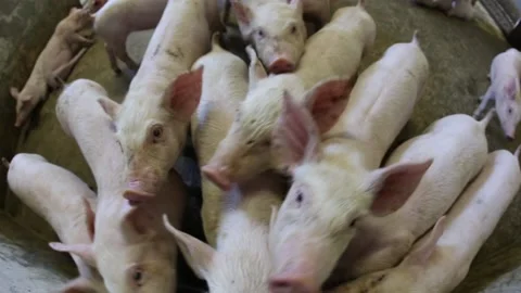 Group of young pigs in a pork meat production stable of industrial food factory. Stock Footage 150160360