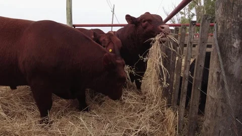 Group of young Red Angus cows eating hay in a corral. 4K 60fps Stock Footage 291394923