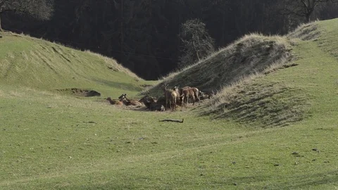 Group of young  roe deers is lying peacefully in the middle of a green meadow Stock Footage 74178300