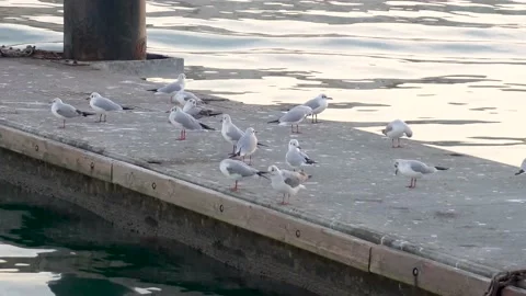 Group of young seagulls Stock Footage 168324811