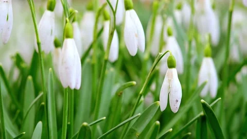 A group of young snowdrops swaying in the wind. Stock Footage 150631269