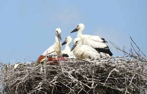 Group of young storks perched in a large nest Stock Photos
