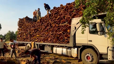 Group of young Ukrainian Men loading cork oak bark on a truck in Portugal Stock Footage 243836054