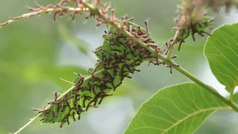 Group of young walnut caterpillars on tree leaves being hunted by Stock Footage 116217041