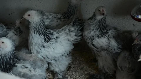 A group of young white and black chickens gathers together Stock Footage 343297848