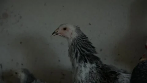 A group of young white and black chickens gathers together Видео 343297861