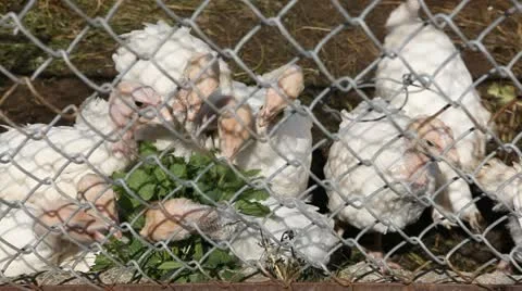 A Group of Young White Turkeys Feeding in a Farm, Free, Eco, Natural, Bio Stock Footage