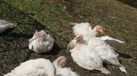 A Group of Young White Turkeys Feeding in a Farm, Free, Eco, Natural, Bio Stock Footage