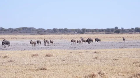Group of young wildebeest gnu being escorted by adults to drinking hole Stock Footage 81416745