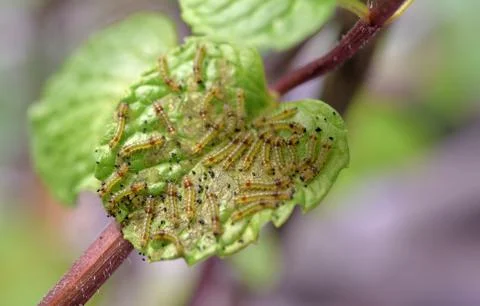 Group of young worms on mints leaf, Close up shot Stock Photos