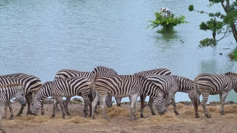 Group of zebra feeding hey Stock Footage 141501443