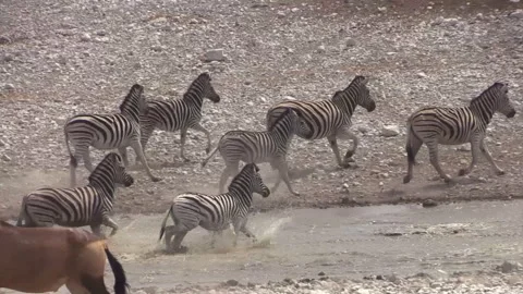 Group of zebra knee-deep in a waterhole, drinking. Two hartebeests and a Stock-Footage 260671923