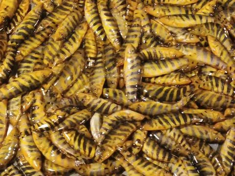 Group Of Zebra Loach Fish Botia Striata Group Of Zebra Loach Freshwater Aqu Stock Photos
