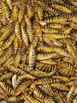 Group Of Zebra Loach Fish Botia Striata Group Of Zebra Loach Freshwater Aqu Stock Photos