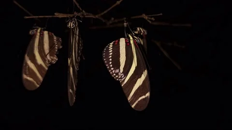 Group of Zebra Longwing Butterflies at Night Stock Footage 219592867