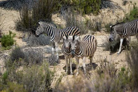 Group of zebra Stock Photos