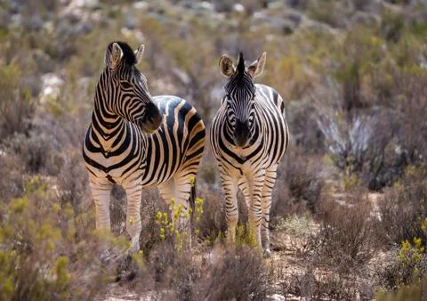 Group of zebra Stock Photos