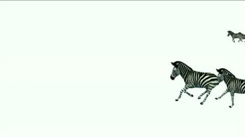 A group of zebra running. Stock Footage 10911996