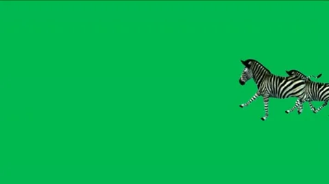 A group of zebra running with green screen. Stock-Footage 10911977