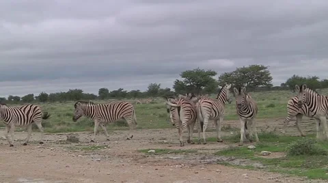 A group of zebra in savannah Stock Footage 56468178