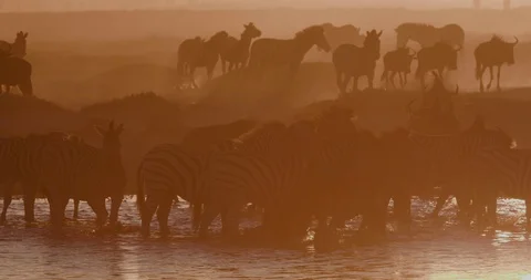 A group of Zebras and wildebeest drinking at a waterhole at sunset on the Stock-Footage 106748728