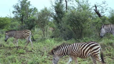 Group of zebras crossing the static plane in the savanna Stock Footage 254599020