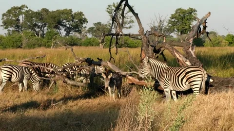 Group of zebras by a dead tree Stock Footage 314233943