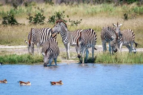 Group of Zebras drinking in Chobe. Foto stock
