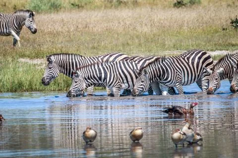 Group of Zebras drinking in Chobe. Stock Photos