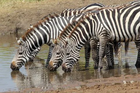 Group of zebras drinking Stock Photos