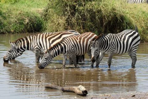 Group of zebras drinking Stock Photos