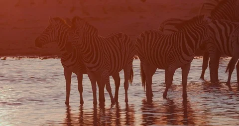 A group of Zebras drinking at a waterhole at sunset on the Makgadikgadi Stock Footage 106748409