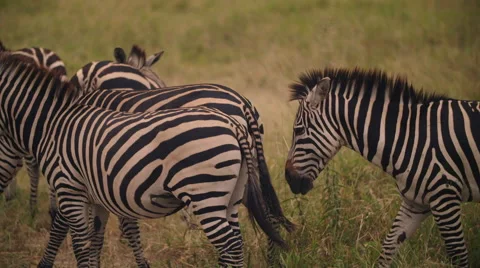 GROUP OF ZEBRAS Stock Footage 65625254