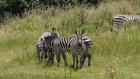 Group of Zebras Video stock 125159142